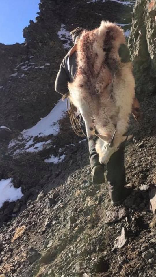 A person is carrying a large animal on their back.