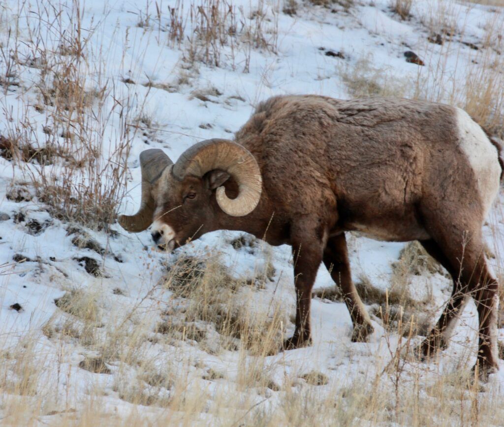 A bighorn sheep is walking through a snowy field