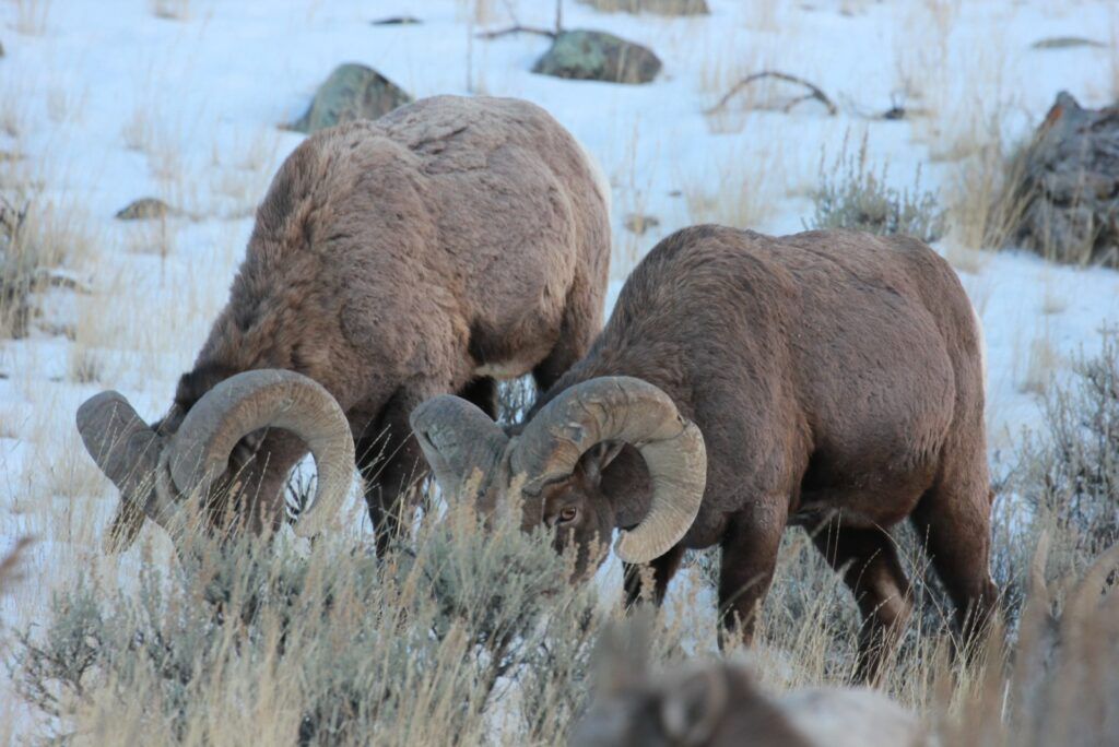 A herd of rams grazing in a snowy field