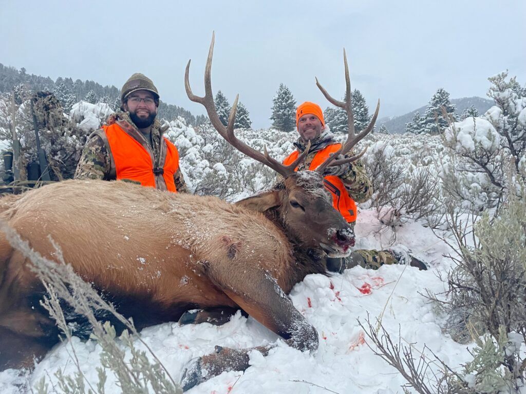 Two men are standing next to a large elk in the snow.