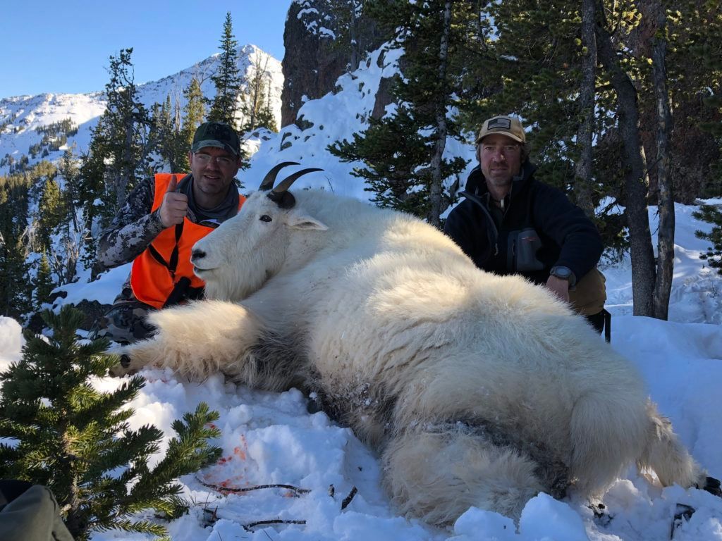 Two men are standing next to a mountain goat in the snow.