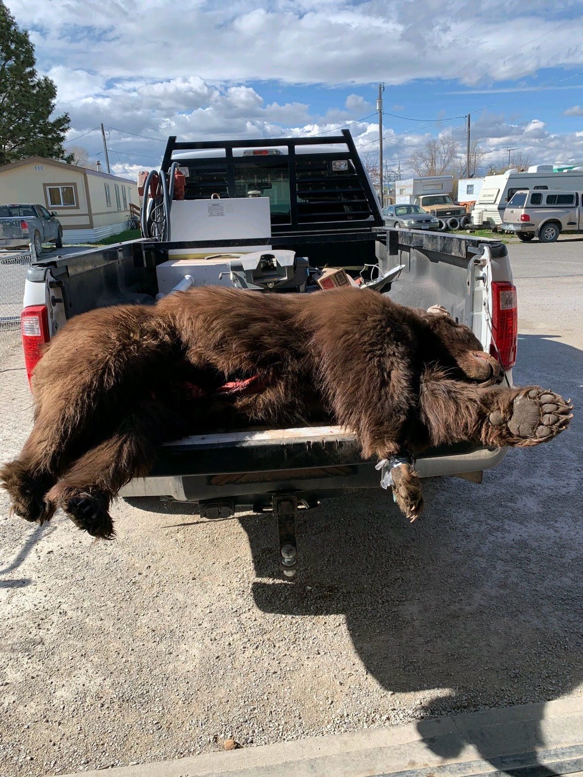A brown bear is laying in the back of a truck.