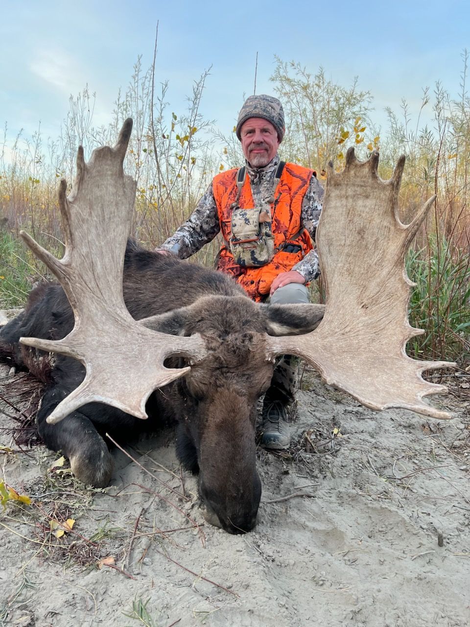 A man in an orange vest is kneeling next to a moose.
