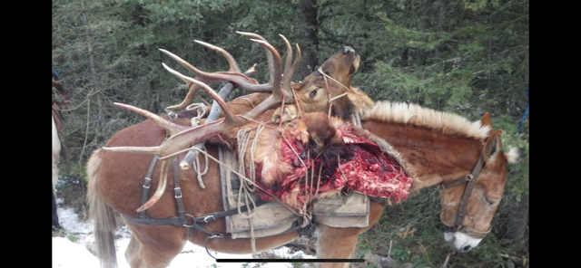 A horse with a deer on its back is being pulled by another horse.