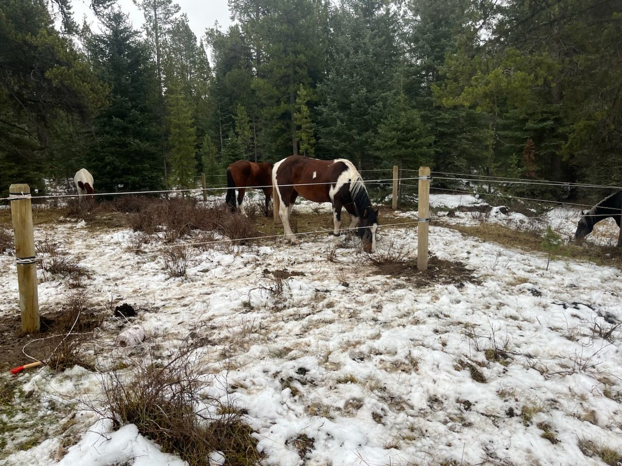 Horses grazing in a snowy field with trees in the background