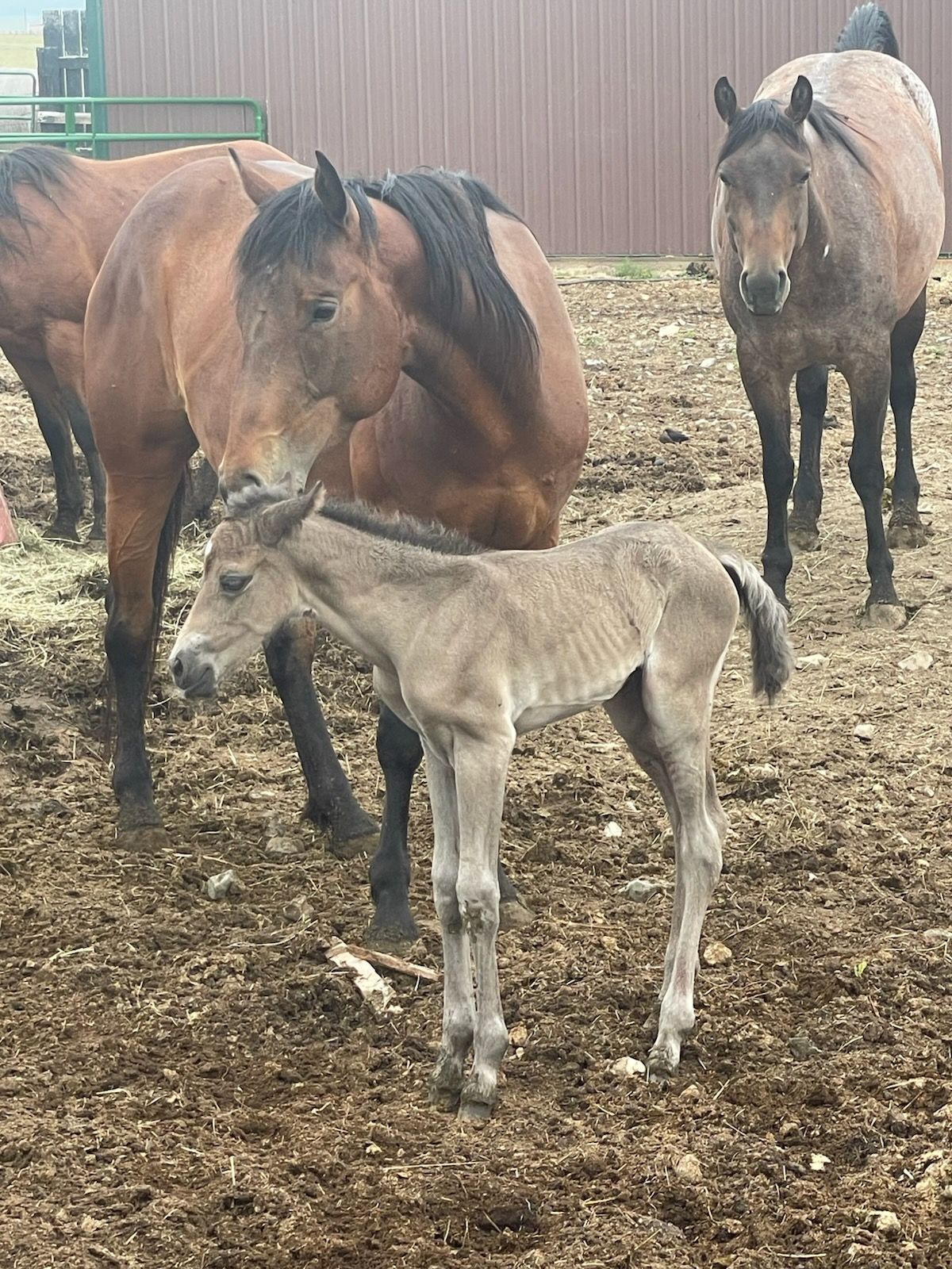 A group of horses standing next to each other in a dirt field.