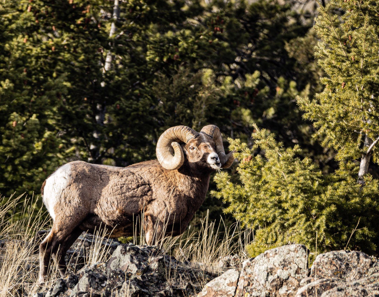 A bighorn sheep is standing on top of a rocky hill in the woods.