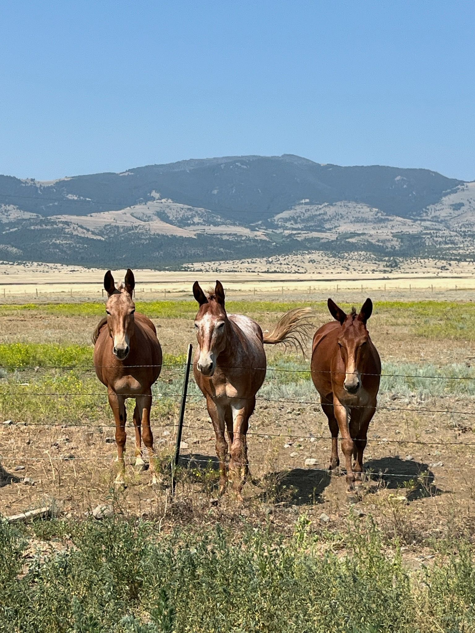 Three donkeys are standing in a field with mountains in the background.