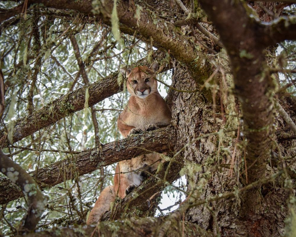 A mountain lion is sitting on a tree branch.