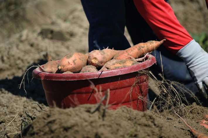 A person is picking sweet potatoes from the ground in a bucket.