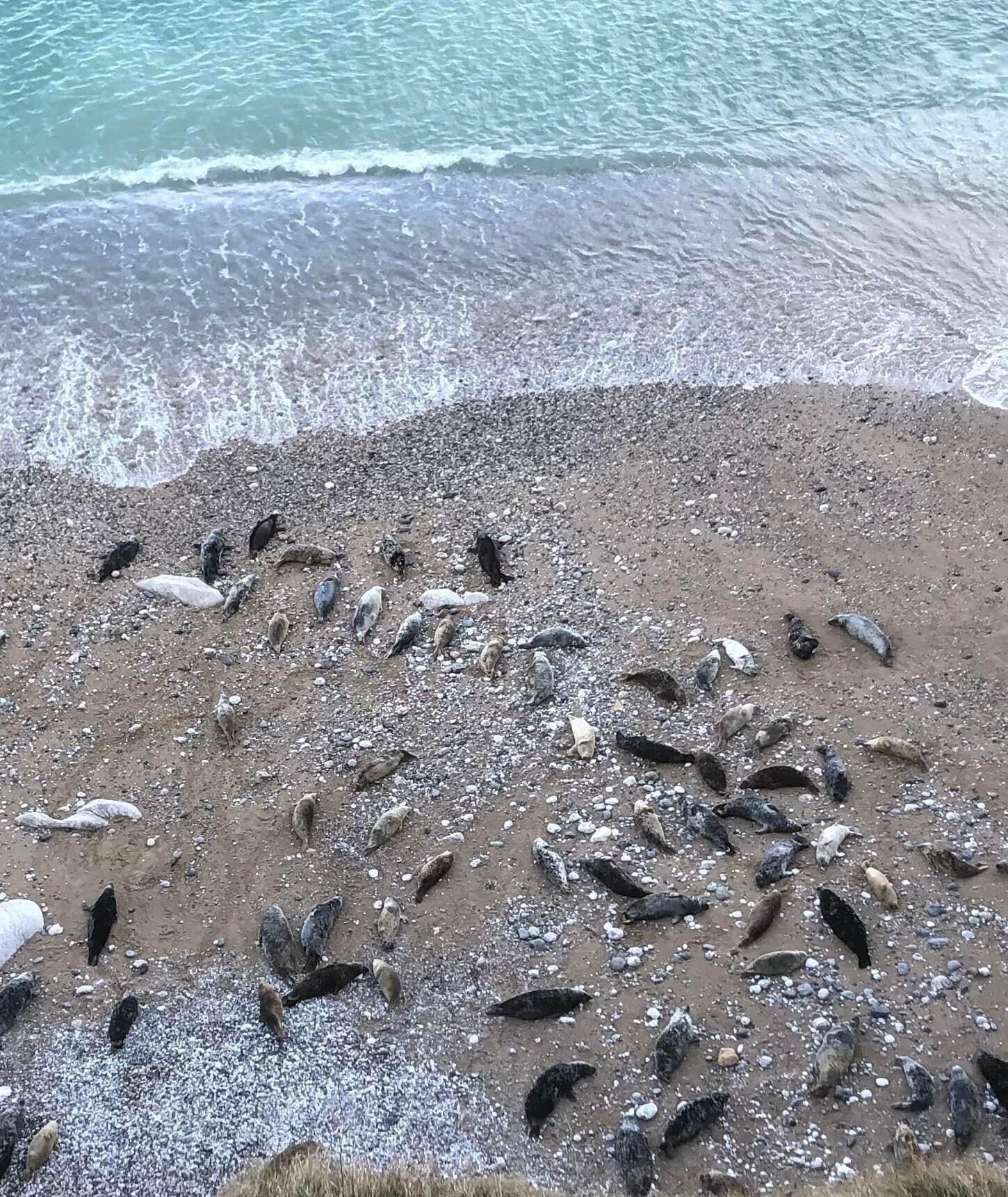 A group of seals are laying on the beach near the water.