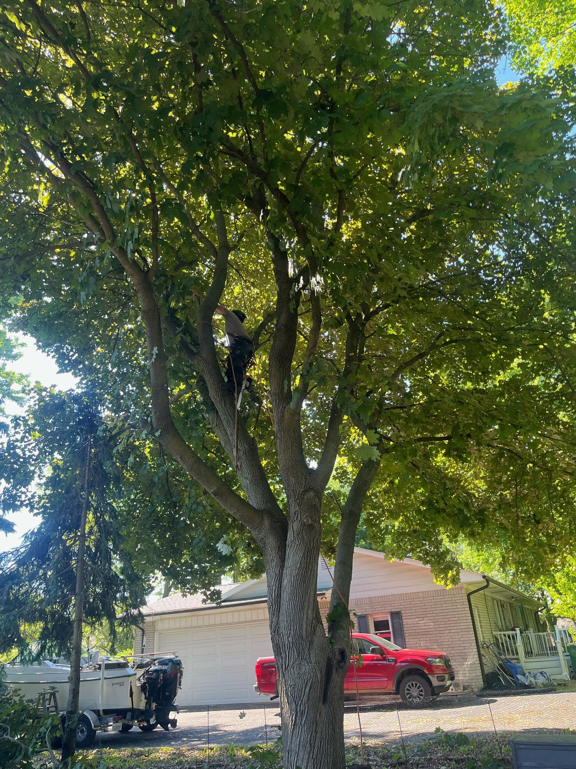 A Man Climbing a Tree — Livonia, MI — Nate's Family Tree Service