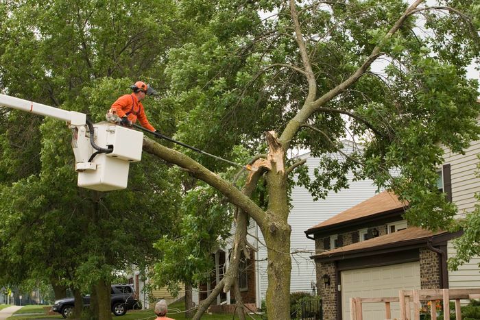 A man in a bucket is cutting a tree in front of a house.