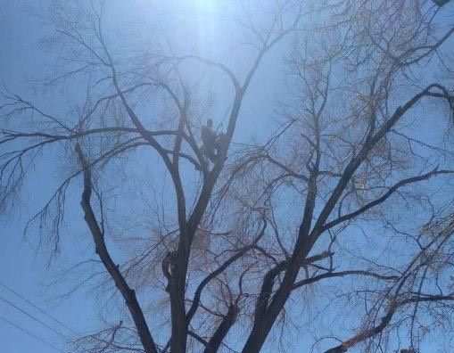 A yellow crane is cutting a tree in a park.