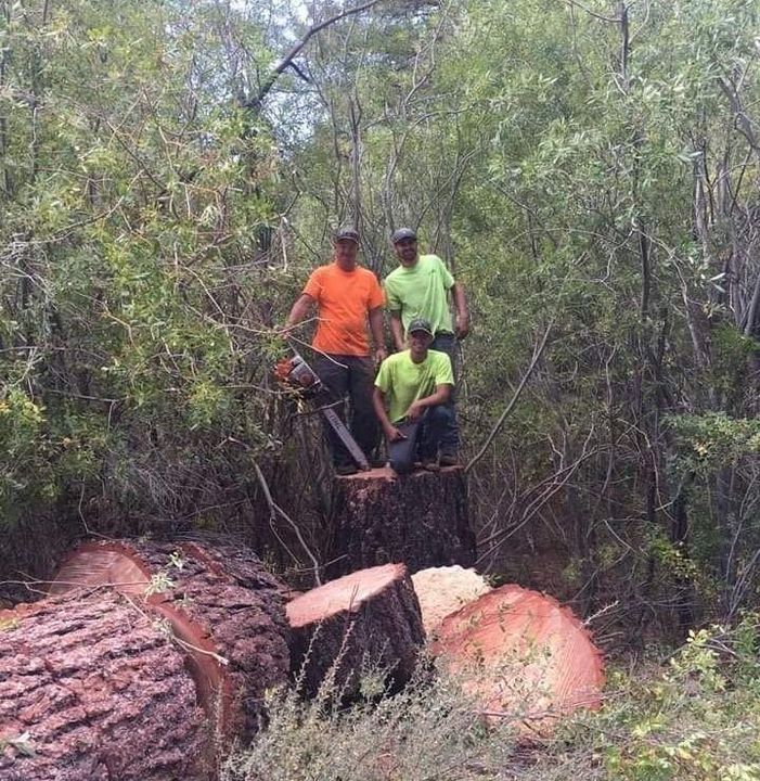 A man is cutting a tree branch with a chainsaw.