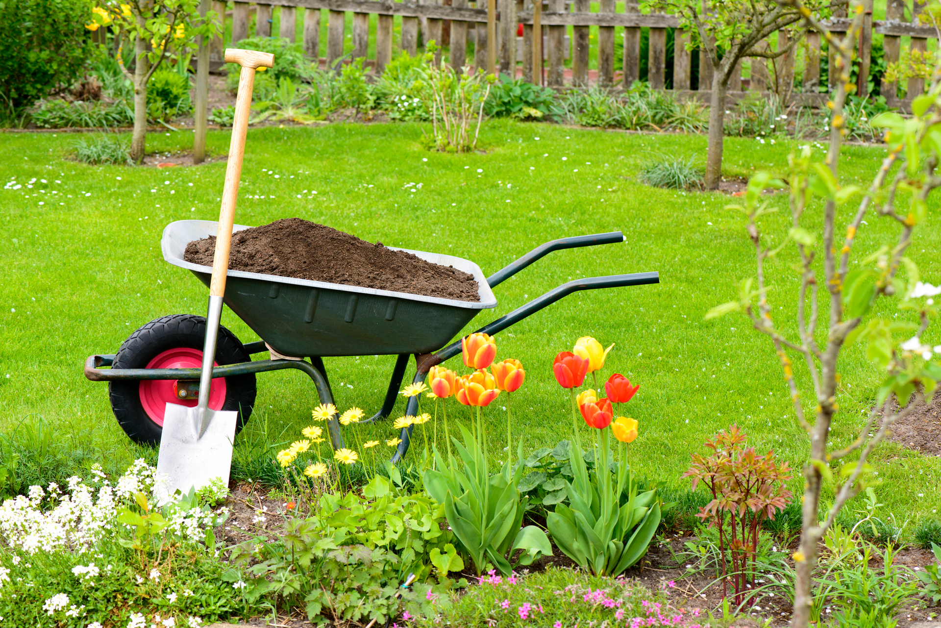 A wheelbarrow filled with dirt and a shovel in a garden.