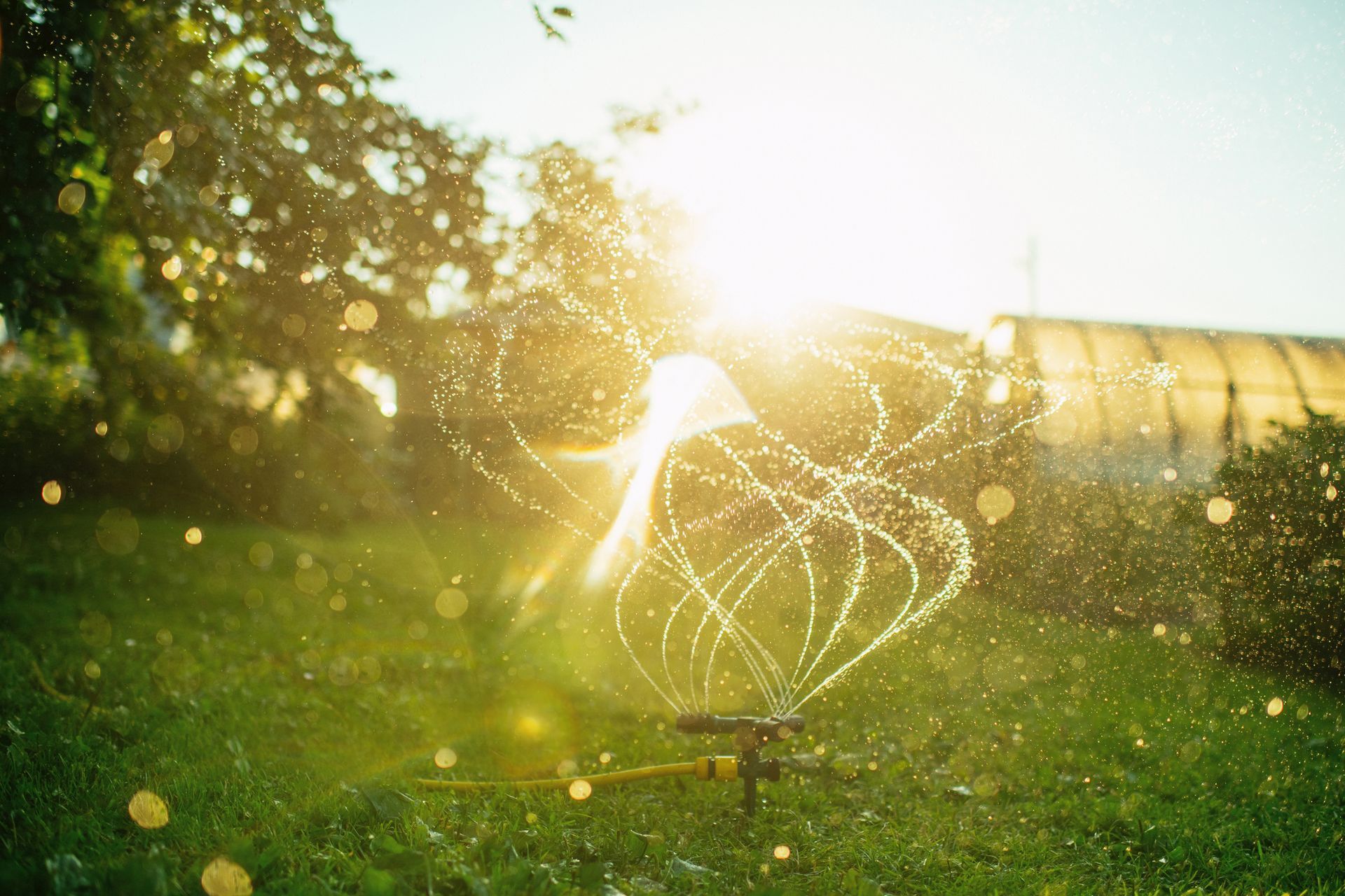 A sprinkler is spraying water on a lush green lawn.