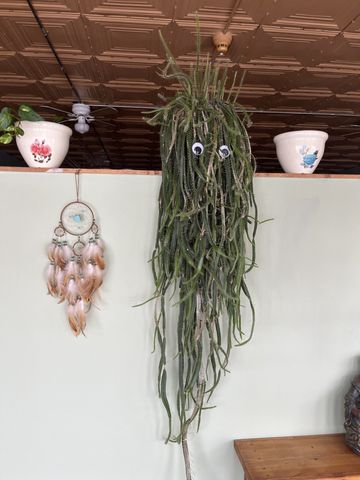 Hanging plant with googly eyes, on a shelf with pots and a dreamcatcher.