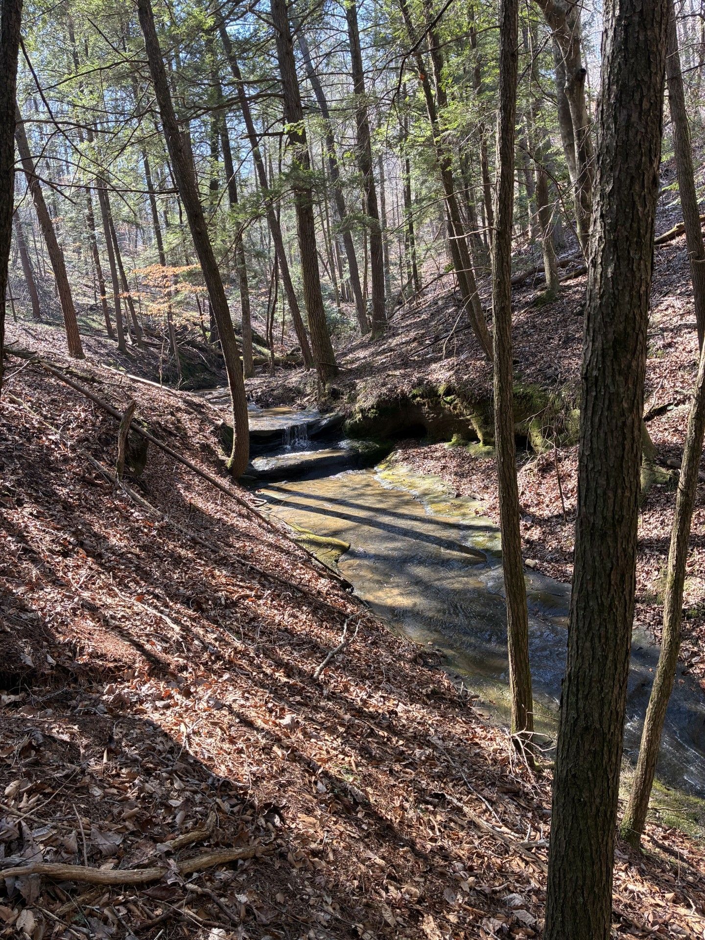 A sunny forest scene with a small stream flowing through a shaded ravine, surrounded by trees and fallen leaves.