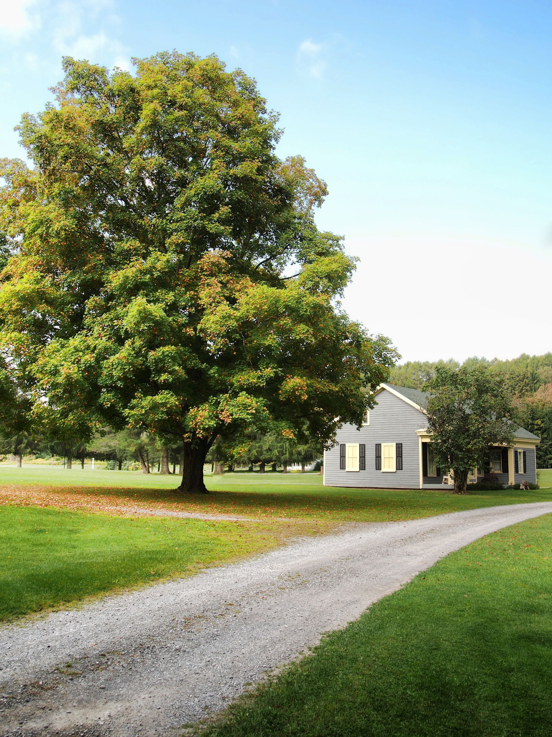 Gravel driveway leads to a small house, under a large, leafy tree on a sunny day.