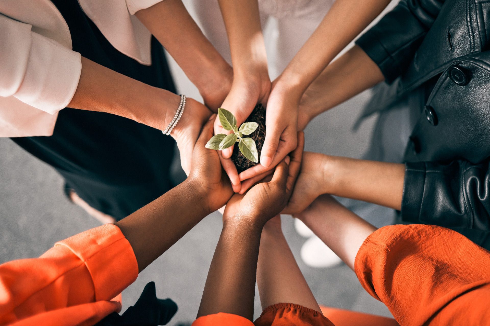 Manos de diversas personas sosteniendo una pequeña planta con tierra, simbolizando el cuidado del medio ambiente y la unidad.