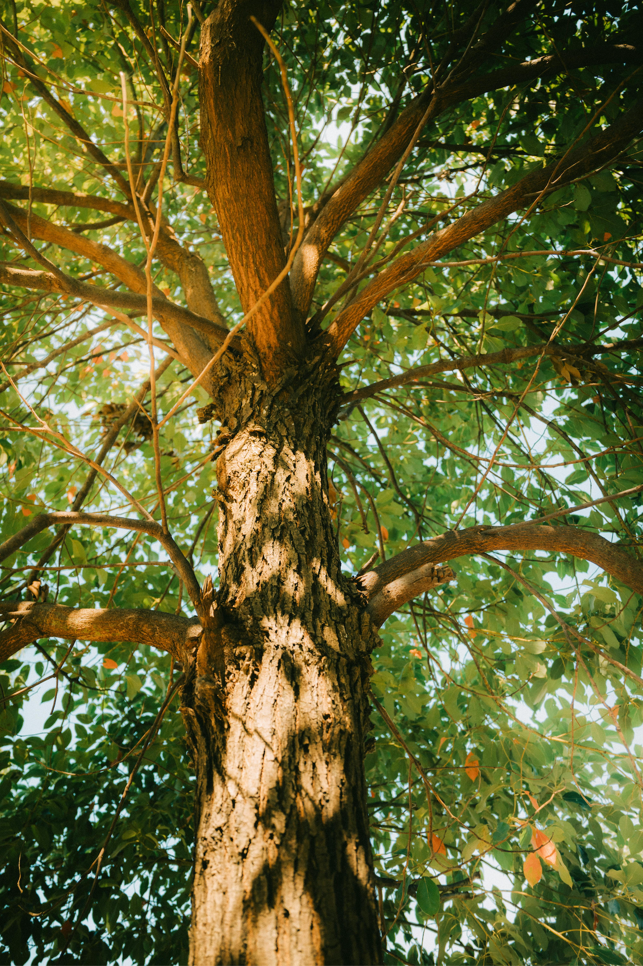 Looking up at a tree with lots of branches and leaves.
