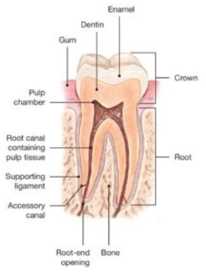 Root Canal Treatment  San Diego