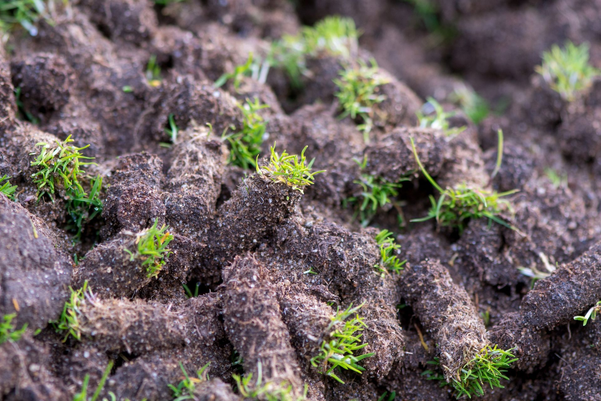 Clods of soil with green grass, possibly sod, stacked outdoors.