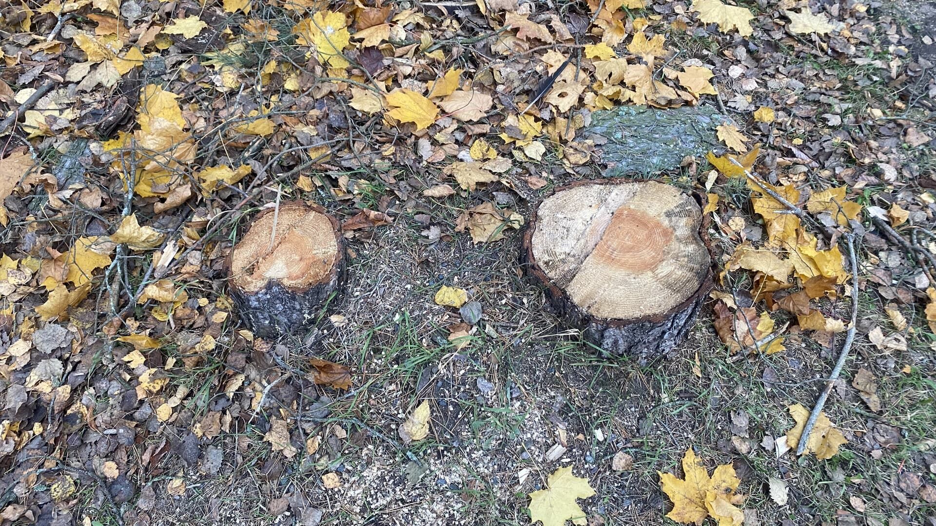 Two tree stumps on the forest floor, surrounded by fallen yellow leaves and ground cover.