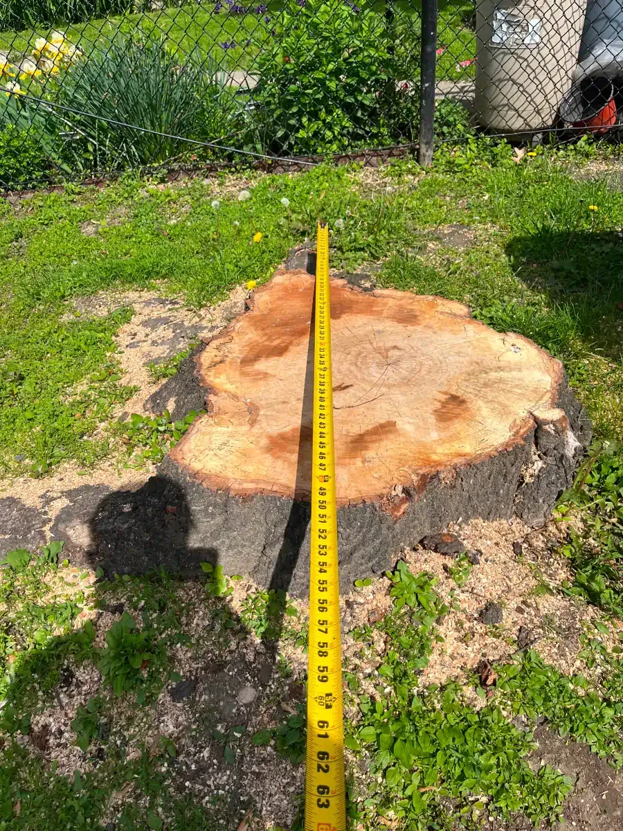 A tree stump with a yellow measuring tape laid across it in a grassy yard.