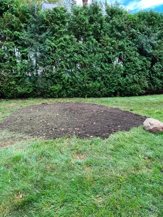 Mound of dark soil in a grassy yard, surrounded by green grass and a tall hedge in the background.