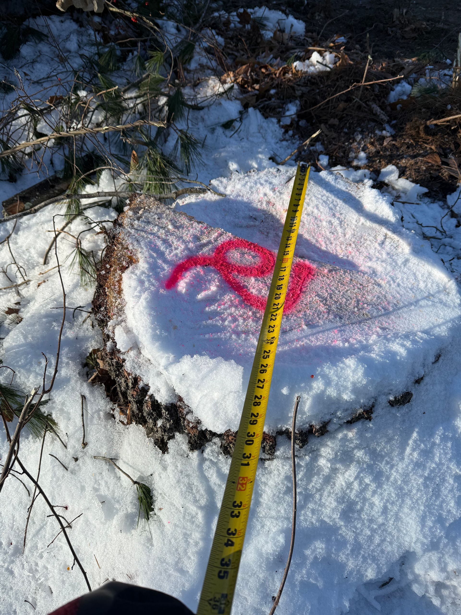 Snowy tree stump with pink markings, being measured with a yellow tape measure.
