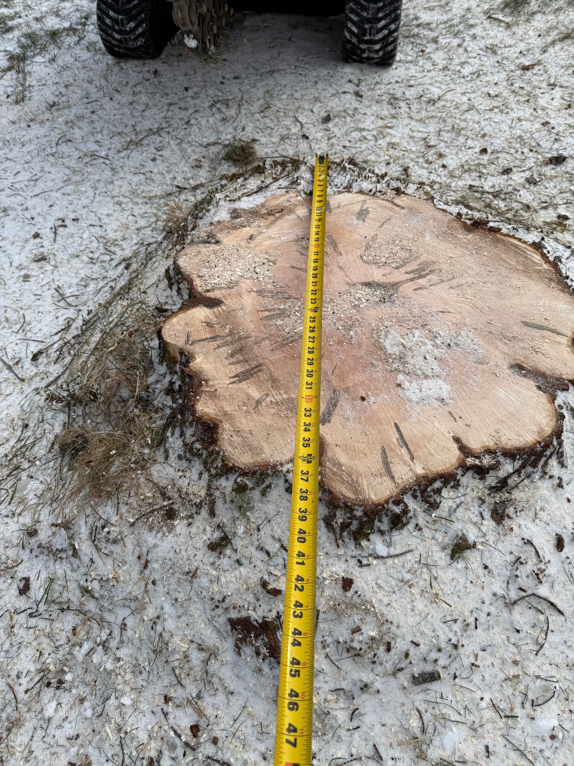 Tape measure next to a tree stump on snow, with the front of a vehicle in the top.