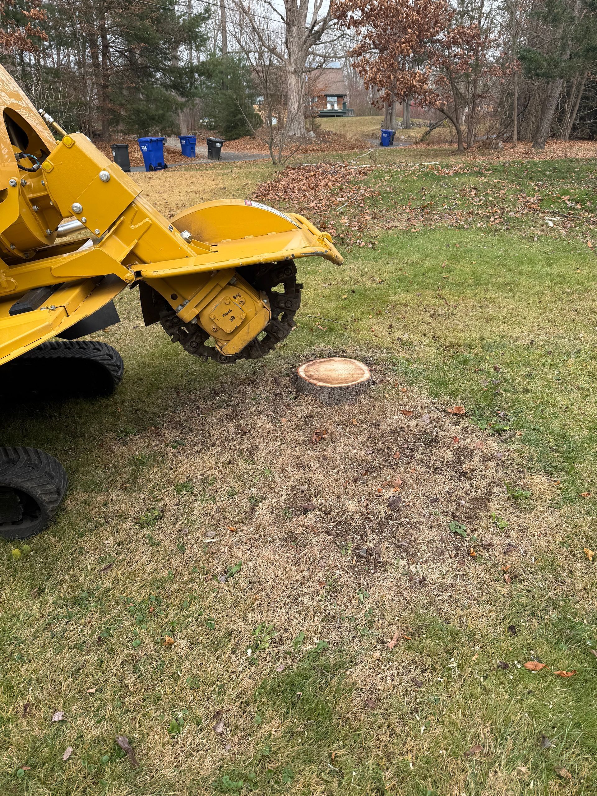 Yellow stump grinder grinding a tree stump in a grassy yard, debris scattered.