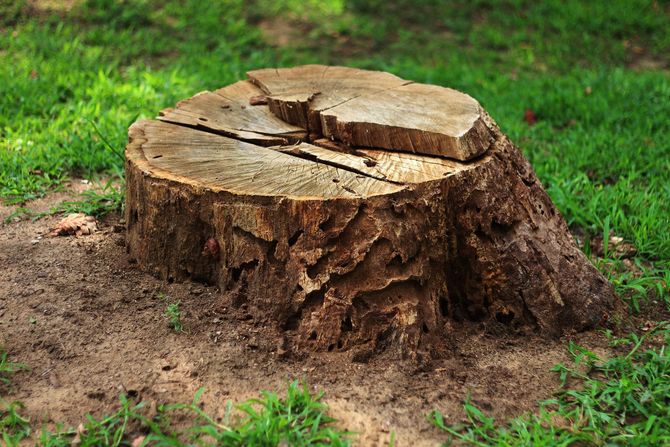 Tree stump in a grassy area with exposed wood grain and cracks on the top surface.