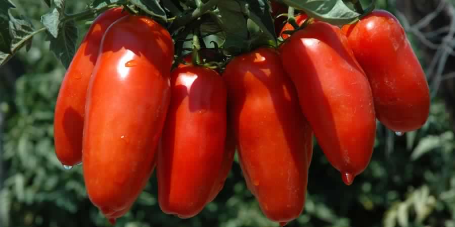 pomodoro san marzano