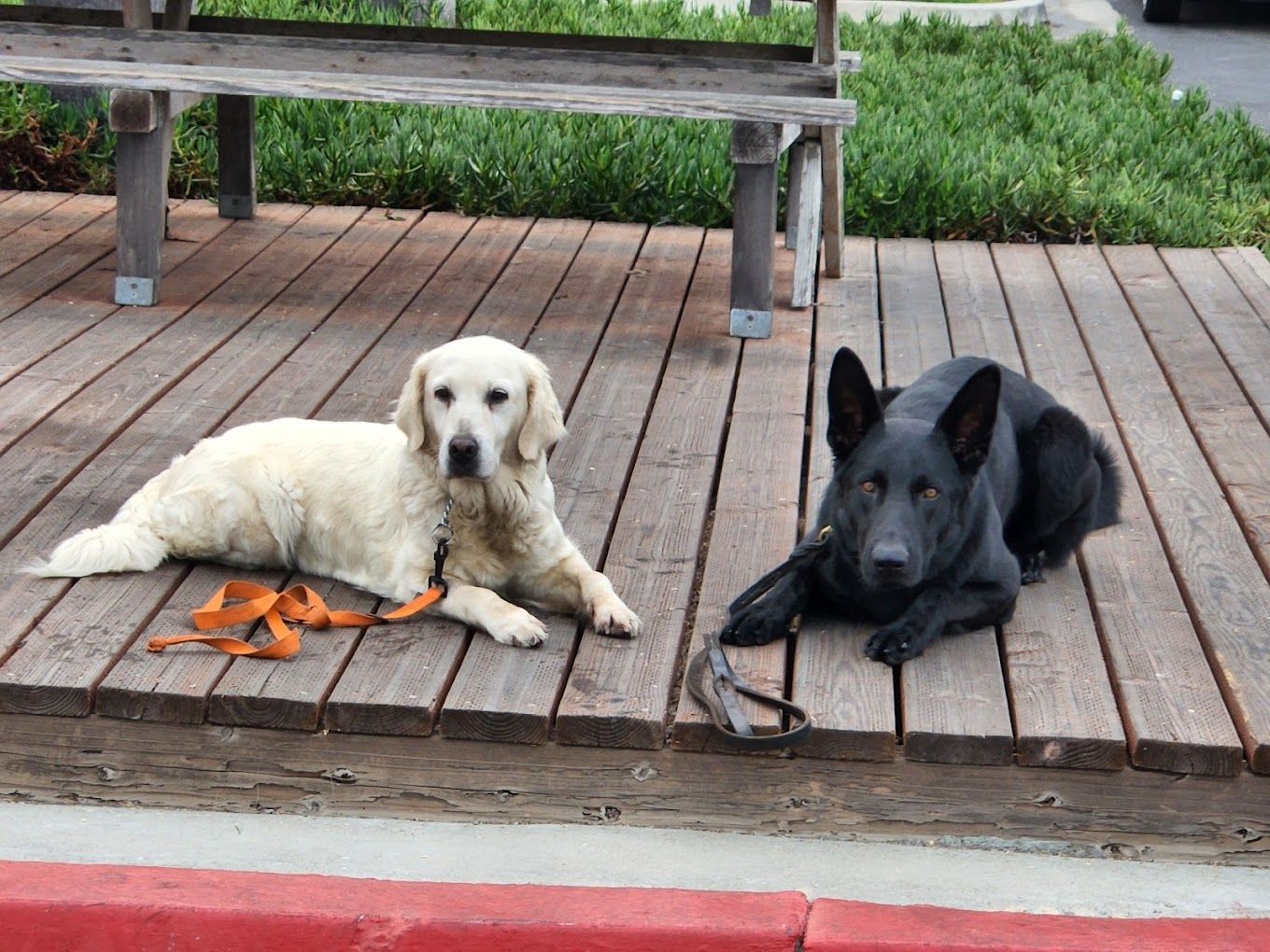 Two dogs, golden and black, rest on a wooden deck; a leash sits nearby.