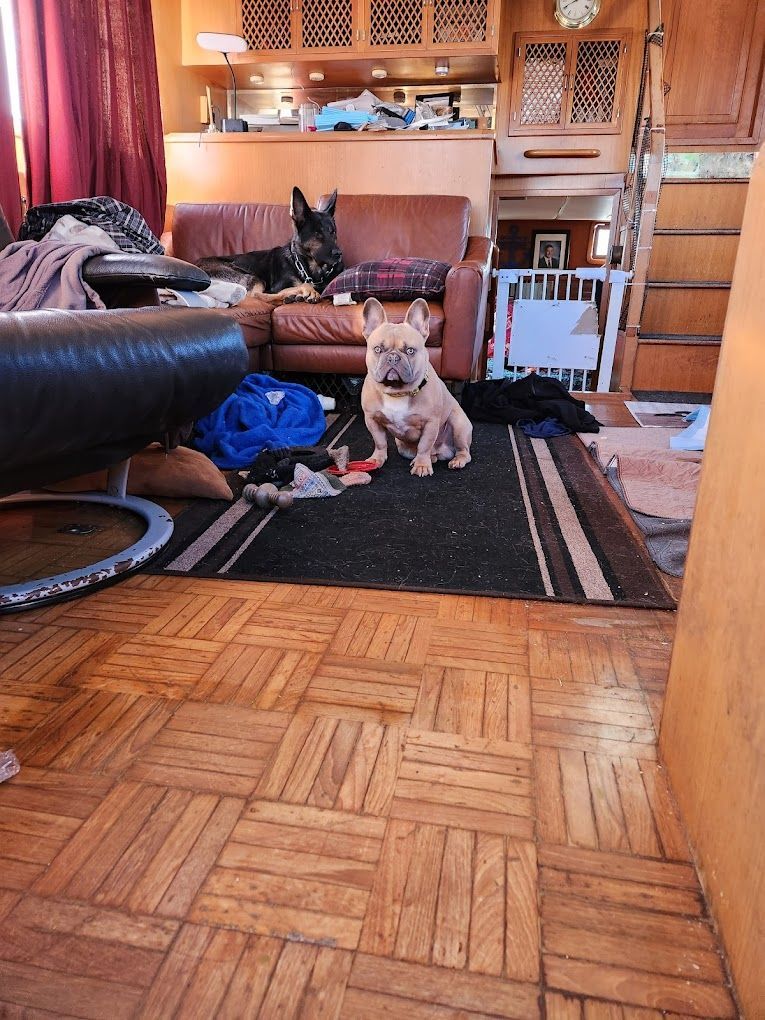 Dog sitting on a rug, another dog on a couch in a cluttered living room with wooden floors.