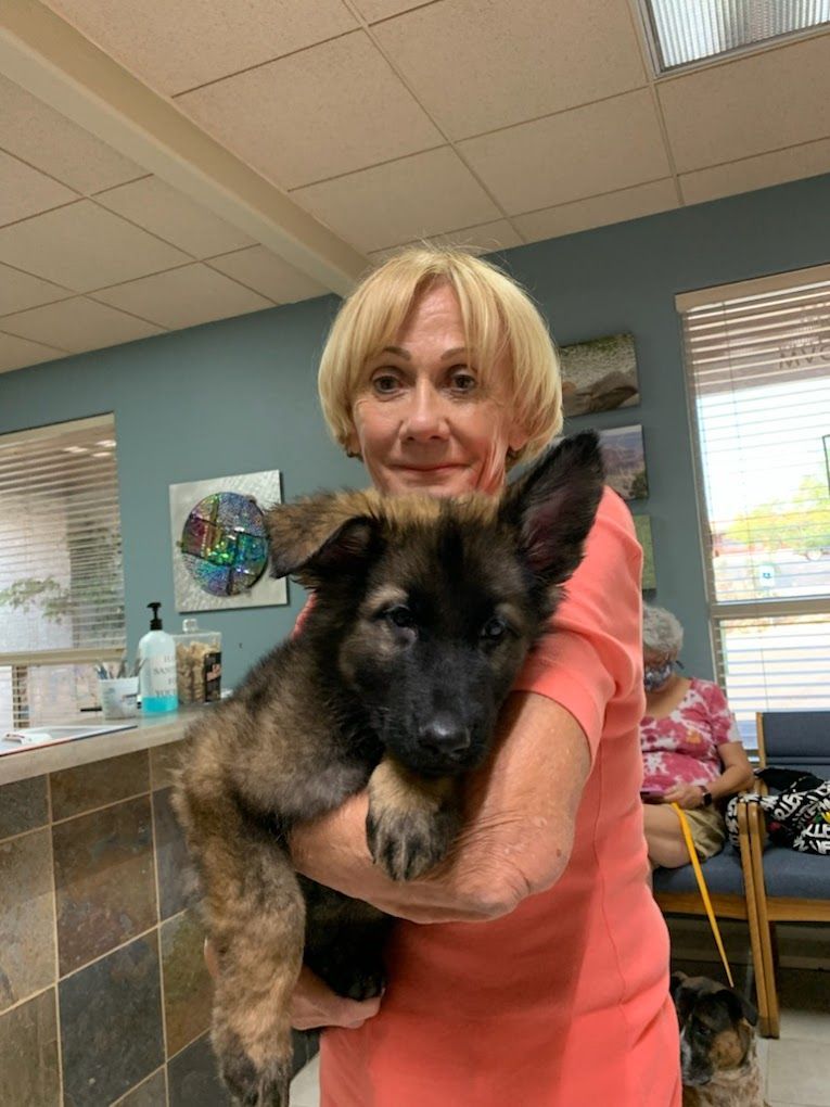 Woman holding a German Shepherd puppy in a doctor's office; the woman is smiling.
