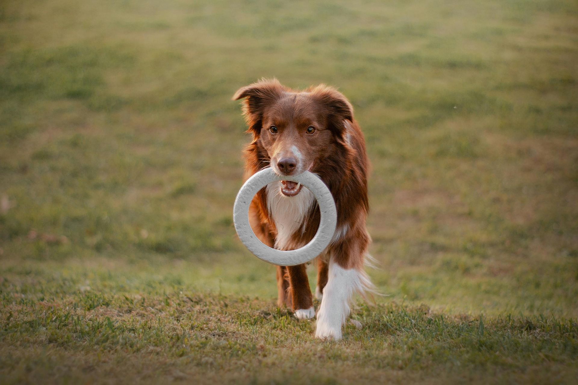 Brown and white dog with a white ring in its mouth, walking on a grassy field.