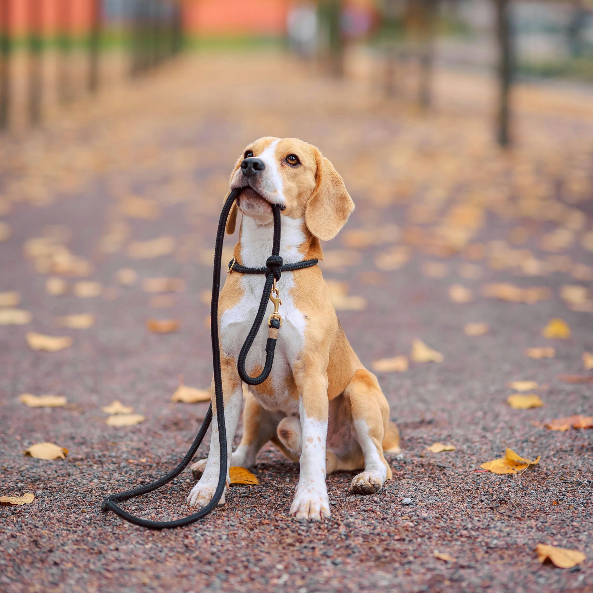 Beagle dog sits with leash in mouth on path, fall leaves.