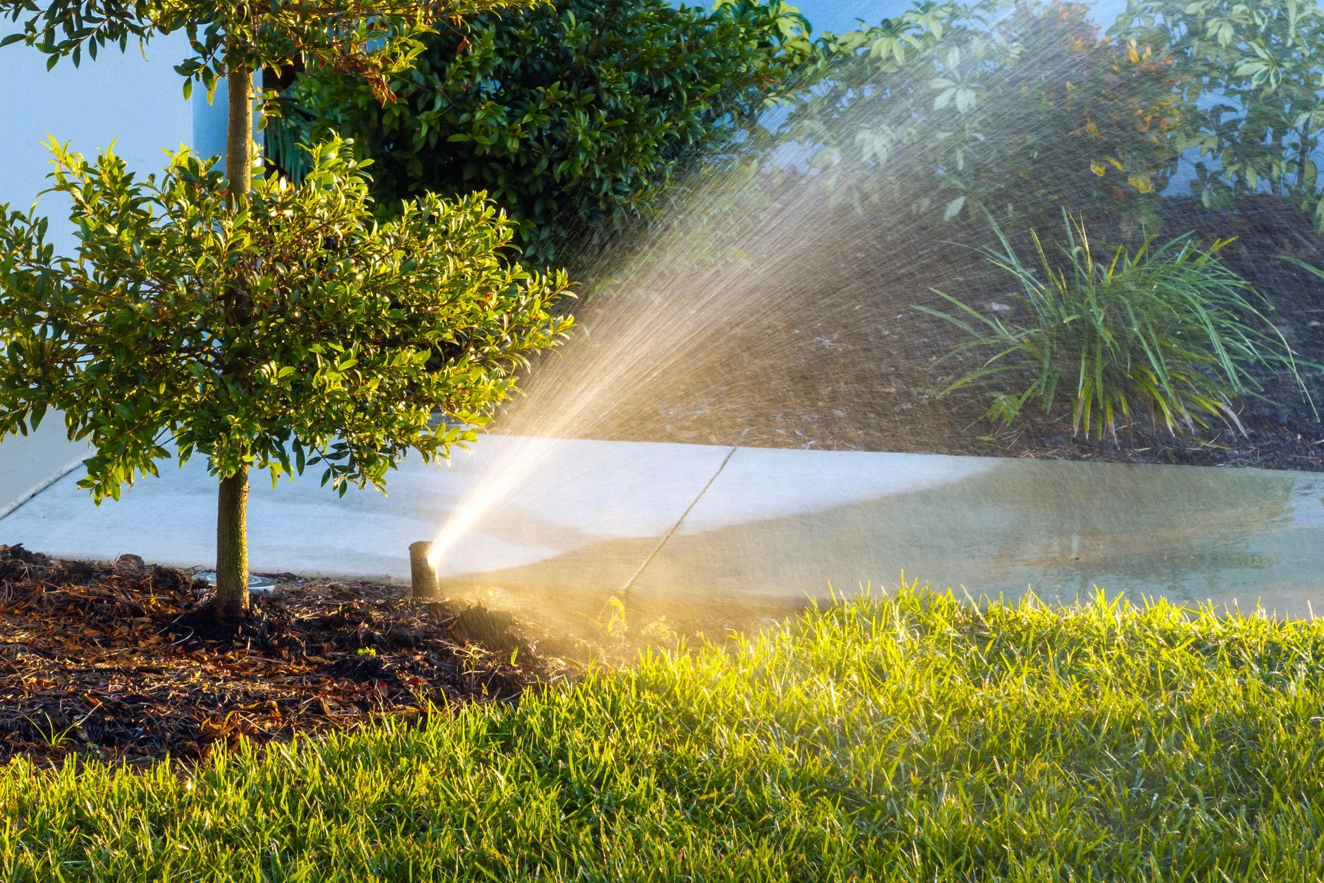 Sprinkler watering a sunny green lawn beside a small tree and shrubs