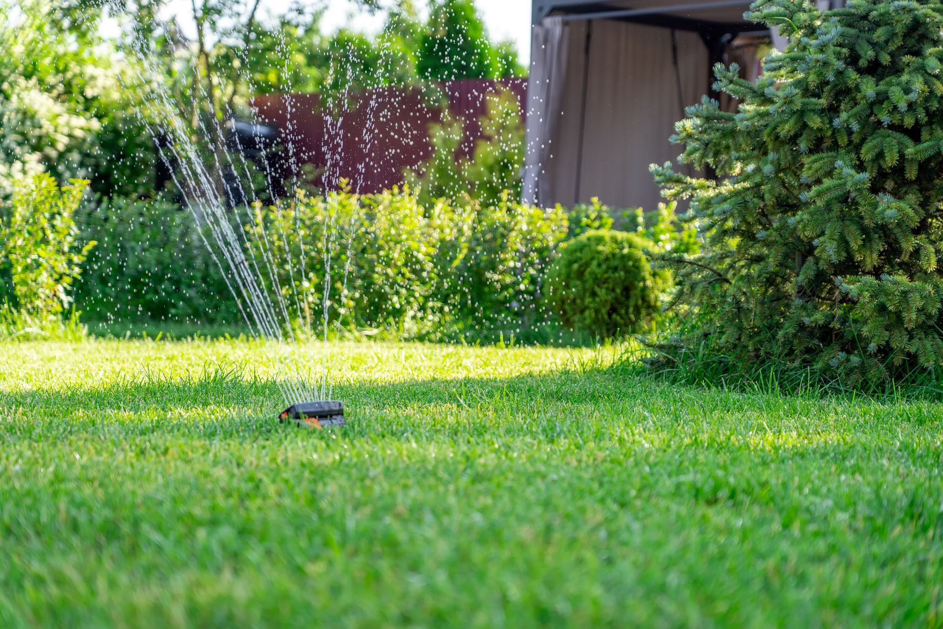 Sprinkler watering a lush green lawn beside a garden and shed on a sunny day