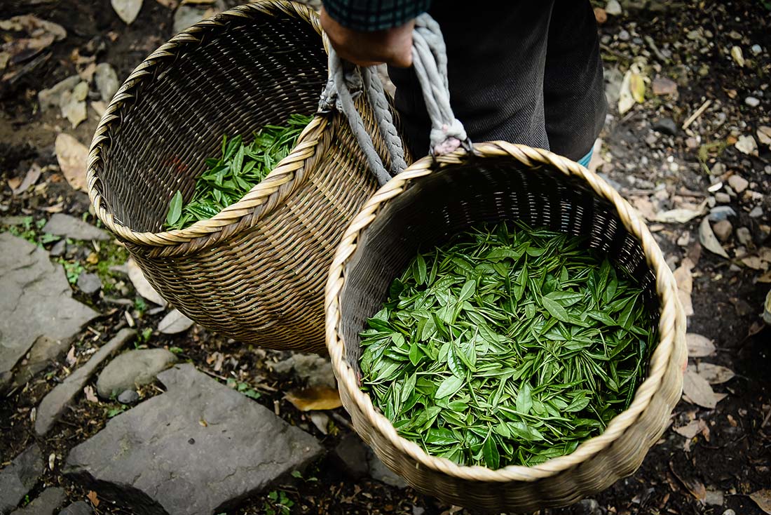 Chinese Green Tea Production Map - Loose Leaf Green Tea - Adhara Tea & Botanicals