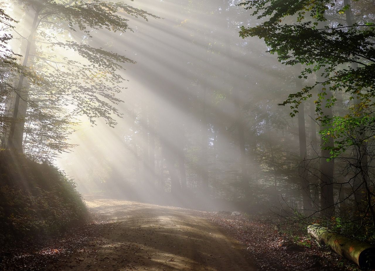 Zonnestralen tussen de bomen door