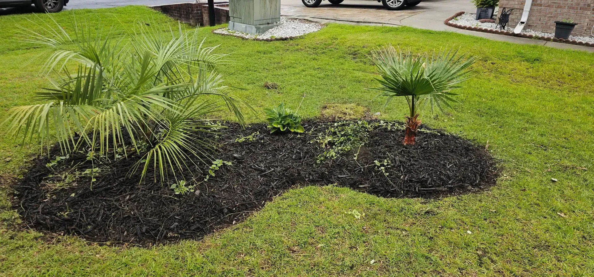 A landscaped yard with dark mulch and green grass. Two small palm trees are planted in the mulch.