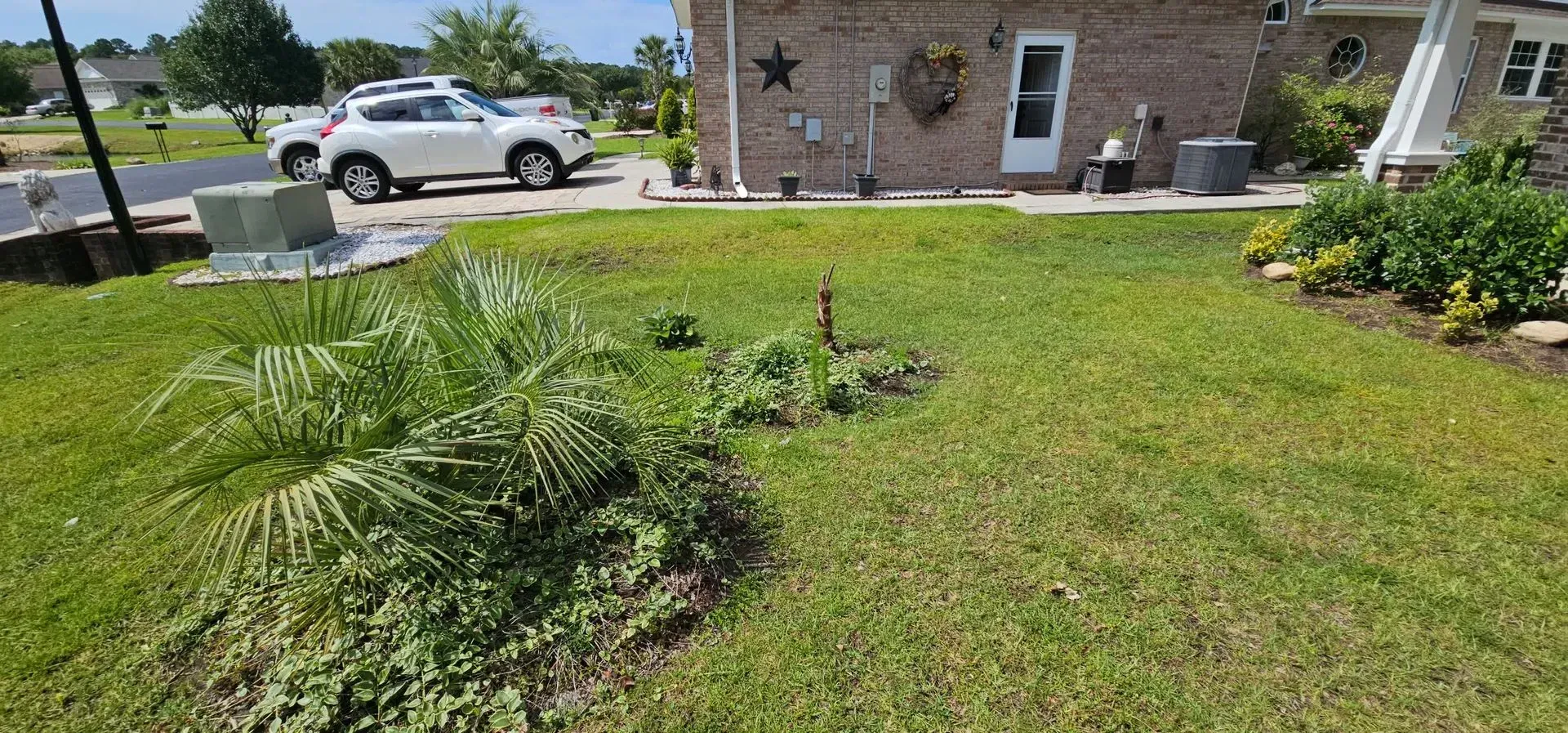 A grassy lawn with a house and car in the background. Green grass and plants. Sunny day.
