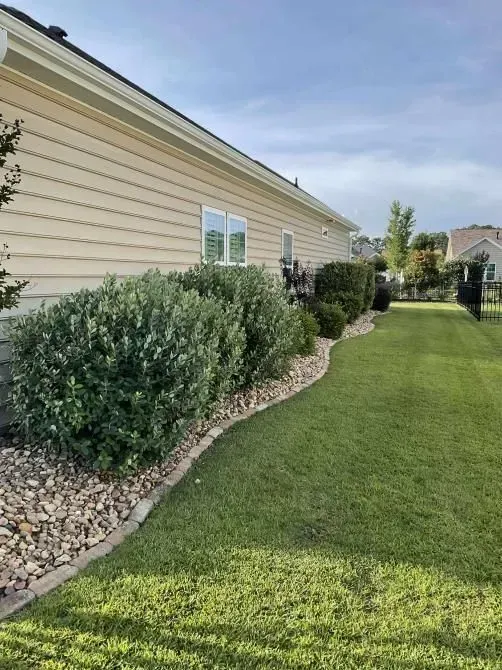A house with tan siding and trimmed green bushes along a neatly mowed lawn.
