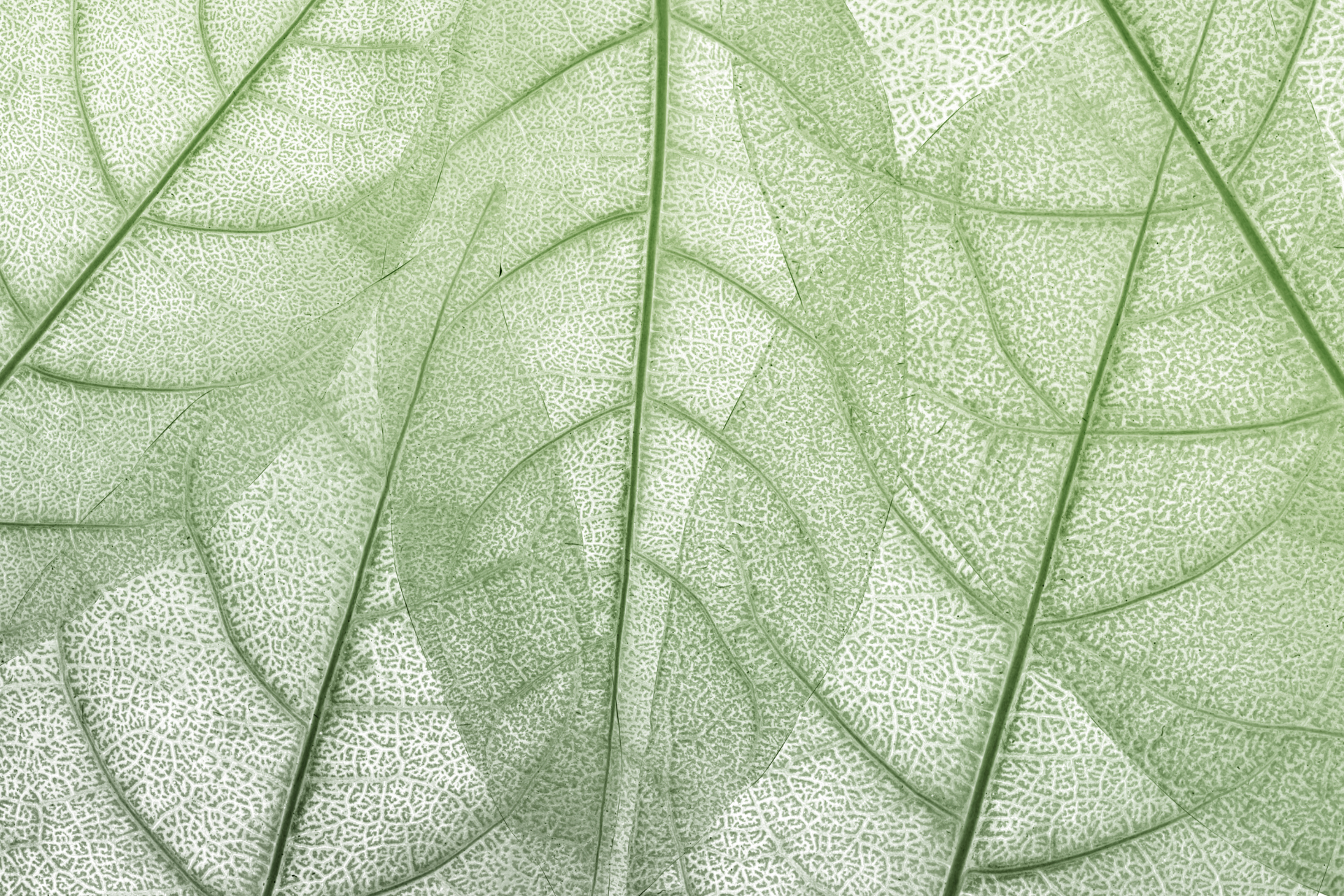 Releaf Massage Therapy - Icon