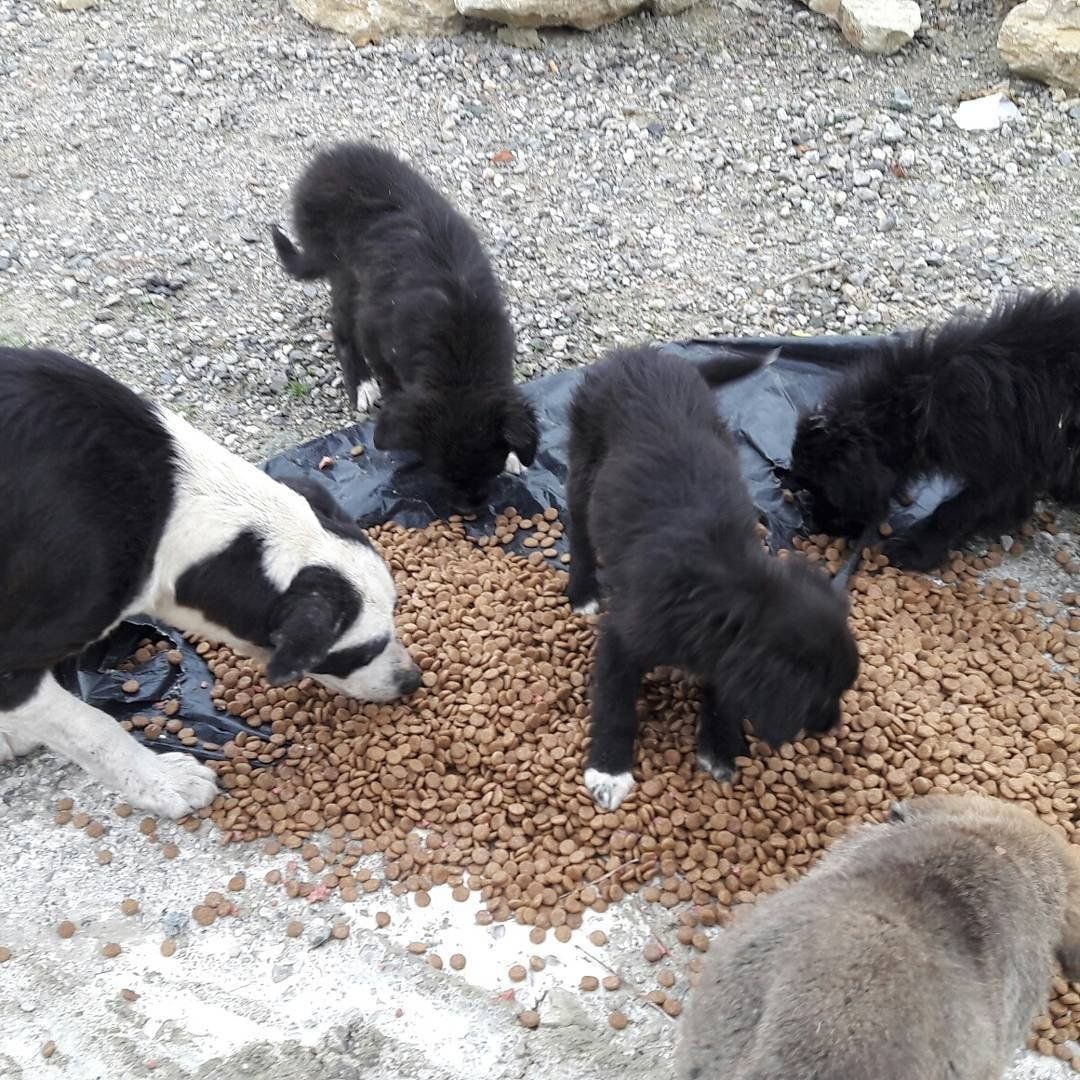Stray puppies eating food